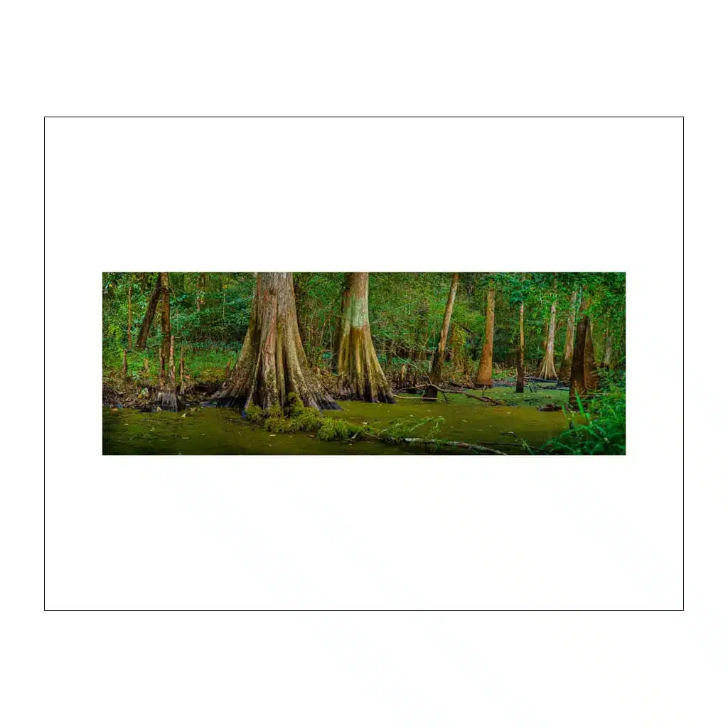 Cypress Swamp