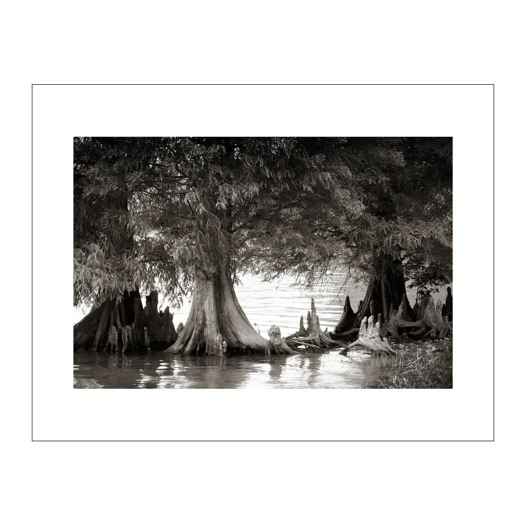 LA 1 Cypress Trees